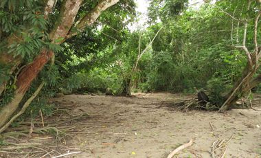 6 Hectareas en Chazuta a orillas del rio: Tu sueño empieza Hoy!