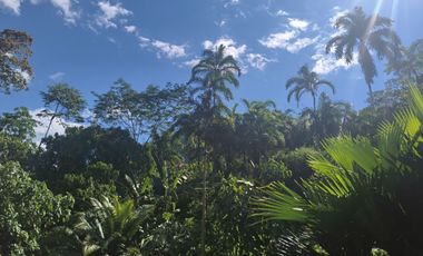 6 Hectareas en Chazuta a orillas del rio: Tu sueño empieza Hoy!