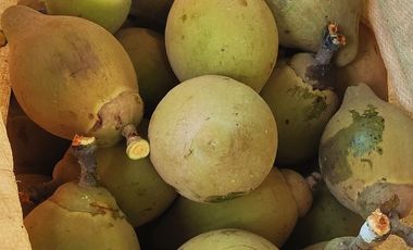 6 Hectareas en Chazuta a orillas del rio: Tu sueño empieza Hoy!