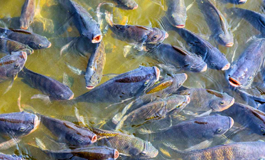 6 Hectareas en Chazuta a orillas del rio: Tu sueño empieza Hoy!