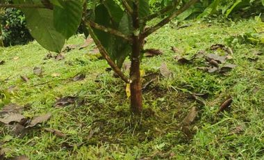 VENDO HERMOSA QUINTA AMOBLADA, PEDRO VICENTE MALDONADO