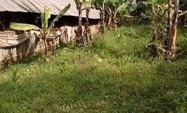 2,5 Ha Tanah Kebun Bisa Untuk Peternakan Ayam, Cipatat, Bandung Barat