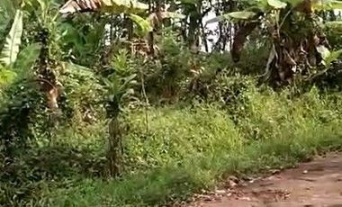 2,5 Ha Tanah Kebun Bisa Untuk Peternakan Ayam, Cipatat, Bandung Barat