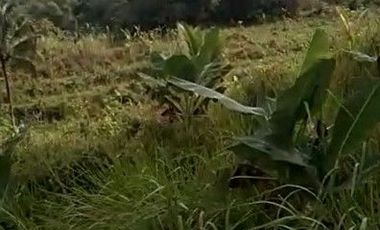 2,5 Ha Tanah Kebun Bisa Untuk Peternakan Ayam, Cipatat, Bandung Barat