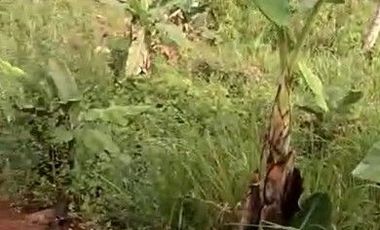 2,5 Ha Tanah Kebun Bisa Untuk Peternakan Ayam, Cipatat, Bandung Barat