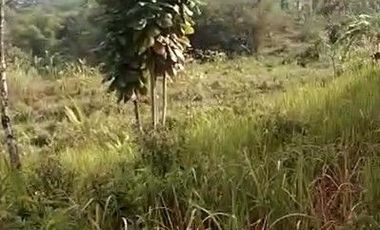 2,5 Ha Tanah Kebun Bisa Untuk Peternakan Ayam, Cipatat, Bandung Barat