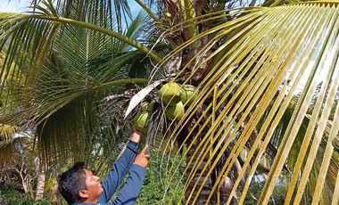 Con acceso, producción, frutales, vista y servicios