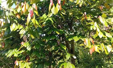 Con acceso, producción, frutales, vista y servicios