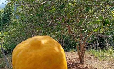 Con acceso, producción, frutales, vista y servicios