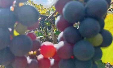 Con acceso, producción, frutales, vista y servicios