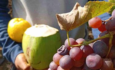 Con acceso, producción, frutales, vista y servicios