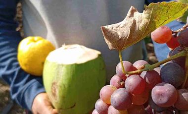Con acceso, producción, frutales, vista y servicios