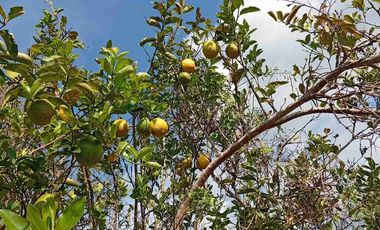 Con acceso, producción, frutales, vista y servicios