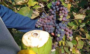 Con acceso, producción, frutales, vista y servicios