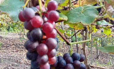 Con acceso, producción, frutales, vista y servicios