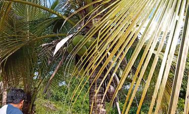 Con acceso, producción, frutales, vista y servicios