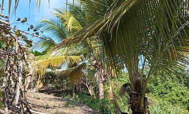 Con acceso, producción, frutales, vista y servicios