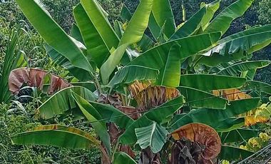 Con acceso, producción, frutales, vista y servicios