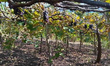 Con acceso, producción, frutales, vista y servicios