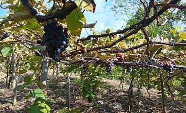Con acceso, producción, frutales, vista y servicios