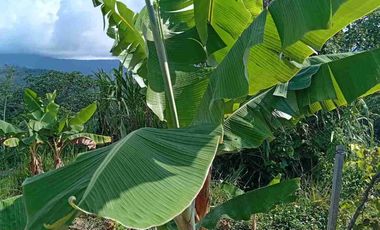 Con acceso, producción, frutales, vista y servicios