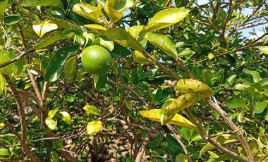 Con acceso, producción, frutales, vista y servicios