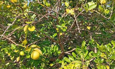 Con acceso, producción, frutales, vista y servicios