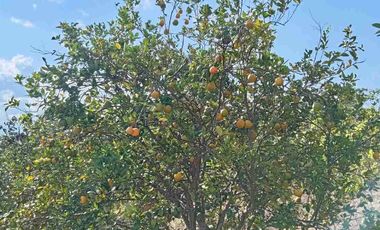 Con acceso, producción, frutales, vista y servicios