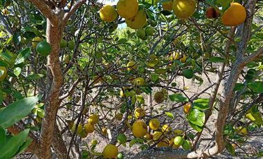 Con acceso, producción, frutales, vista y servicios