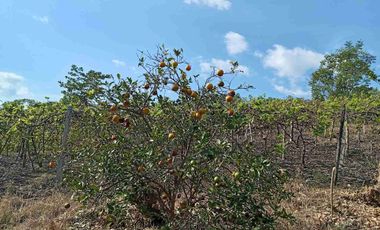 Con acceso, producción, frutales, vista y servicios