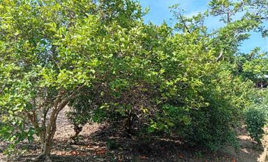 Con acceso, producción, frutales, vista y servicios