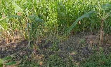 DIJUAL KAVLING TANAH DI KUWUKAN LONTAR SURABAYA BARAT DEKAT INTILAND GRAHA NATURA