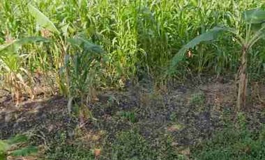 DIJUAL KAVLING TANAH DI KUWUKAN LONTAR SURABAYA BARAT DEKAT INTILAND GRAHA NATURA