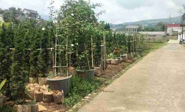di jual lahan kosong murah cocok untuk kafe atau kebun di Cihideung Lembang