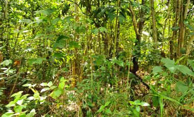 DIJUAL TANAH LUAS LAMARU