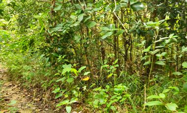 DIJUAL TANAH LUAS LAMARU