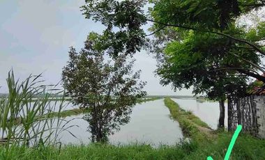 DiJual murah, Tanah Tambak, di Jalan Jawar pakal Surabaya barat 

Lokasi Strategis 
Sangat cocok untuk industri 

Spesifikasi : 
Luas tanah 4,3 Ha / 43.000 m
Lebar depan 70 mtr an
Hadap barat

SHM

Kriteria peruntukan tanah 
-Cocok buat Investasi
-Cocok buat Pergudangan / Pabrik

Strategis :
- Akses dekat tol romokalisari
- Nol jalan raya 
- Dekat gelora bung tomo (Surabaya)
- Sudah ada pergudangan Bumi Benowo

HARGA 68,8M 
(1,6jt/M² an per meter)

Untuk Survey dan info 
Hubungi Sonny 
0822-6423-----
0878-7778-----