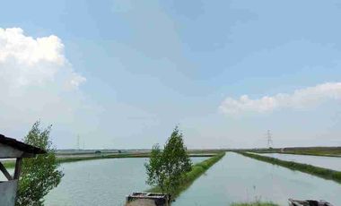 DiJual murah, Tanah Tambak, di Jalan Jawar pakal Surabaya barat 

Lokasi Strategis 
Sangat cocok untuk industri 

Spesifikasi : 
Luas tanah 4,3 Ha / 43.000 m
Lebar depan 70 mtr an
Hadap barat

SHM

Kriteria peruntukan tanah 
-Cocok buat Investasi
-Cocok buat Pergudangan / Pabrik

Strategis :
- Akses dekat tol romokalisari
- Nol jalan raya 
- Dekat gelora bung tomo (Surabaya)
- Sudah ada pergudangan Bumi Benowo

HARGA 68,8M 
(1,6jt/M² an per meter)

Untuk Survey dan info 
Hubungi Sonny 
0822-6423-----
0878-7778-----