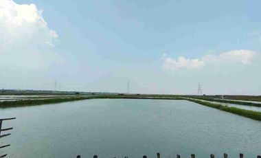 DiJual murah, Tanah Tambak, di Jalan Jawar pakal Surabaya barat 

Lokasi Strategis 
Sangat cocok untuk industri 

Spesifikasi : 
Luas tanah 4,3 Ha / 43.000 m
Lebar depan 70 mtr an
Hadap barat

SHM

Kriteria peruntukan tanah 
-Cocok buat Investasi
-Cocok buat Pergudangan / Pabrik

Strategis :
- Akses dekat tol romokalisari
- Nol jalan raya 
- Dekat gelora bung tomo (Surabaya)
- Sudah ada pergudangan Bumi Benowo

HARGA 68,8M 
(1,6jt/M² an per meter)

Untuk Survey dan info 
Hubungi Sonny 
0822-6423-----
0878-7778-----