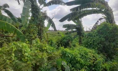 tanah bagus murah dekat pantai cemagi