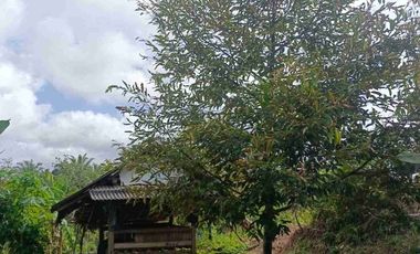 JUAL CEPAT MURAH LAHAN KEBUN DURIAN MUSANG KING SUDAH SHM DI LEBAK BANTEN