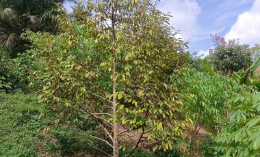 JUAL CEPAT MURAH LAHAN KEBUN DURIAN MUSANG KING SUDAH SHM DI LEBAK BANTEN