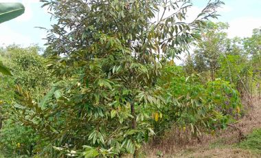 JUAL CEPAT MURAH LAHAN KEBUN DURIAN MUSANG KING SUDAH SHM DI LEBAK BANTEN
