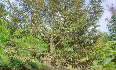 JUAL CEPAT MURAH LAHAN KEBUN DURIAN MUSANG KING SUDAH SHM DI LEBAK BANTEN
