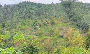 JUAL CEPAT MURAH LAHAN KEBUN DURIAN MUSANG KING SUDAH SHM DI LEBAK BANTEN