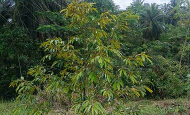 JUAL CEPAT MURAH LAHAN KEBUN DURIAN MUSANG KING SUDAH SHM DI LEBAK BANTEN