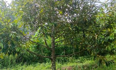 JUAL CEPAT MURAH LAHAN KEBUN DURIAN MUSANG KING SUDAH SHM DI LEBAK BANTEN