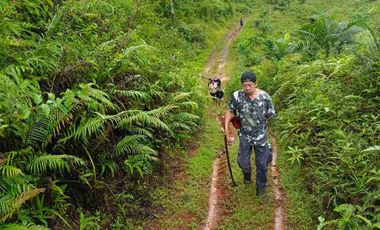 JUAL CEPAT MURAH LAHAN KEBUN DURIAN MUSANG KING SUDAH SHM DI LEBAK BANTEN