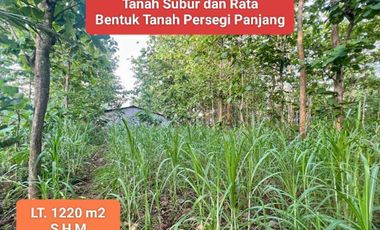 Jual Tanah bonus Gudang di Karangtengah Wonosari Gunung Kidul Pinggir Jalan Raya Murah