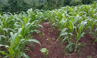 Hacienda de 123 Ha ' - Apta Para Agricultura y Ganadería - Crédito Banecuador 7x7 - 18 Km Via Guayaquil Nobol